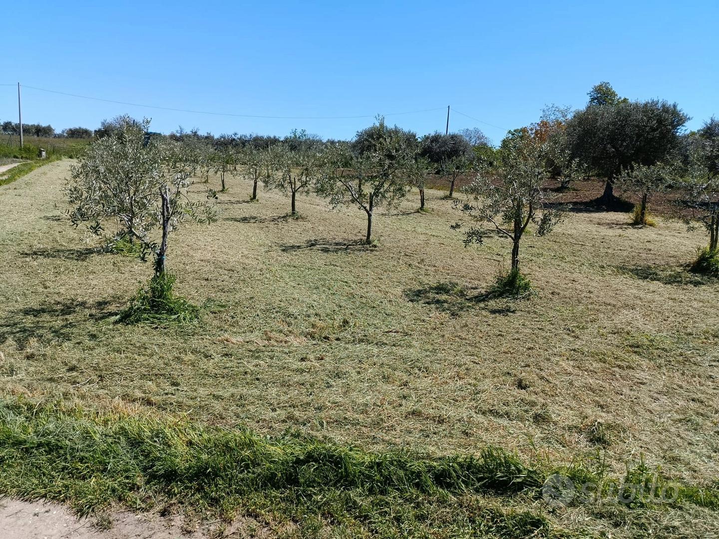 Terreni a Venosa - Vista 4