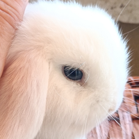 Conigli Mini Lop