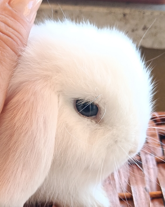Conigli Mini Lop