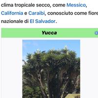 Vedo piante di yucca