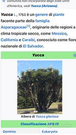 Vedo piante di yucca