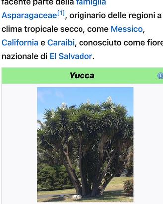 Vedo piante di yucca