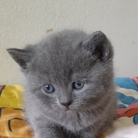 Cuccioli British Blue Shorthair