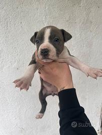 Cuccioli di Amstaff