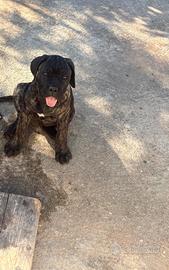 Cucciola cane corso