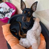 Cucciolo di Pinscher