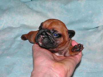 Cuccioli bouledogue francese pedigree