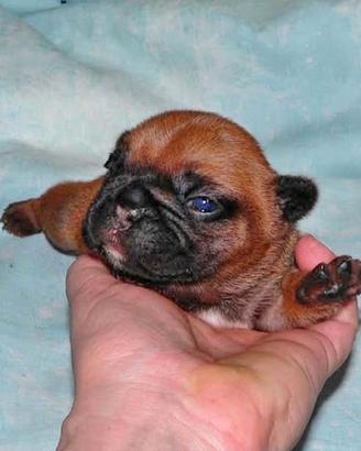 Cuccioli bouledogue francese pedigree