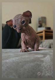 Sphynx cuccioli gatto nudo m/f