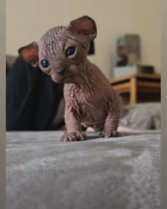 Sphynx cuccioli gatto nudo m/f