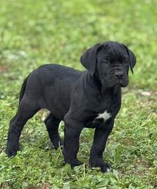Cuccioli di cane corso