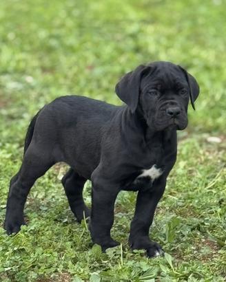 Cuccioli di cane corso