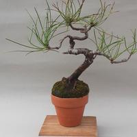 Bonsai shohin di Pino nero di Corsica  11