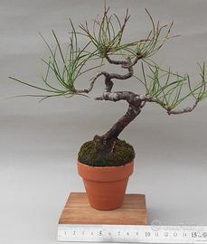 Bonsai shohin di Pino nero di Corsica  11