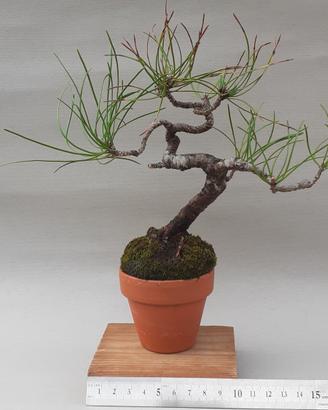 Bonsai shohin di Pino nero di Corsica  11