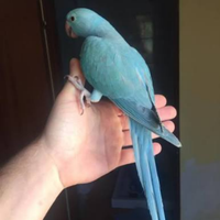 Parocchetto blu addestrato 4 mesi