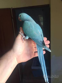 Parocchetto blu addestrato 4 mesi