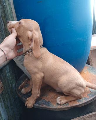 Cane da caccia