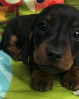 Cuccioli nero focato e fulvi