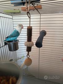 Inseparabili