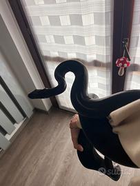 Boa constrictor Super Motley