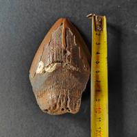 dente fossile di megalodonte