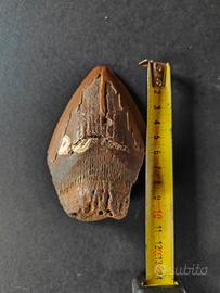 dente fossile di megalodonte