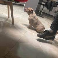 American bully micro exotic femmina