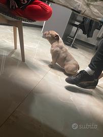 American bully micro exotic femmina