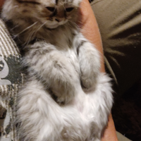 Cucciola persiana chinchilla