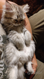 Cucciola persiana chinchilla