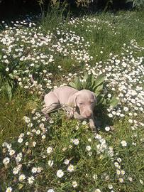 Weimaraner Cuccioli