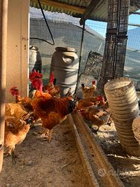 Gallina da uova collo nudo