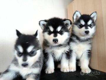 Cuccioli di Siberian Husky