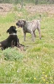 cuccioli di cane corso 