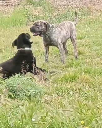 cuccioli di cane corso 