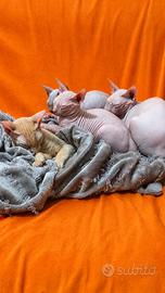 Cuccioli Sphynx