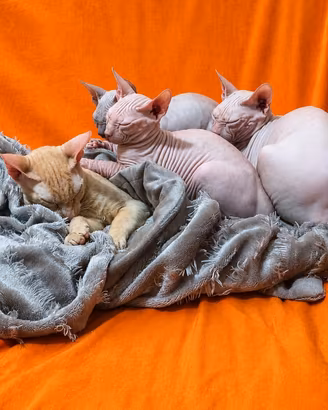 Cuccioli Sphynx
