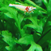 Gambero Caridina prl