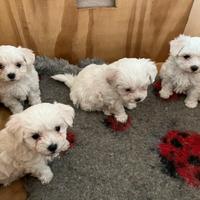 Cuccioli di maltese