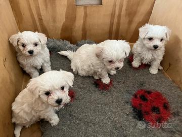 Cuccioli di maltese