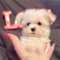 Maltese Coreano Mini Toy maschio/femmina