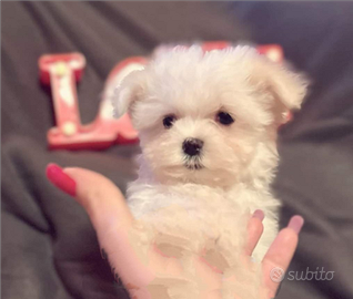 Maltese Coreano Mini Toy maschio/femmina