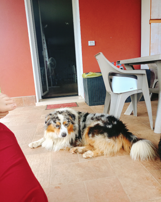 Pastore australiano per monta