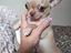 Immagine 4