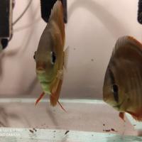 Coppie di discus F3