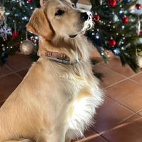 Golden retriver per monta