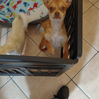 Cucciola di chihuahua