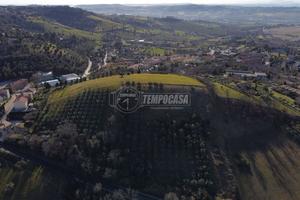 Terreno agricolo con 240 ulivi
