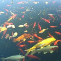 Carpe koi - carpe giapponesi